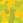 Yellow color Metallic "Confetti ", plastic 3/4" wristbands